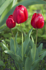 Fototapeta premium Colour of tulips in spring