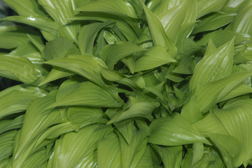 Hreen Hosta leaves