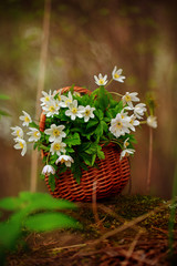 White first spring flowers in a wicker basket in a forest