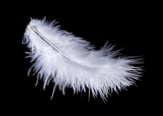 Colored Feather isolated on black background