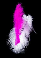 Obraz premium Colored Feathers isolated on black background