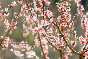 primavera