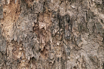 Bark of tree / Abstract background texture of tree.