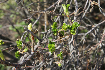 Fresh leaves on a dry twig 1