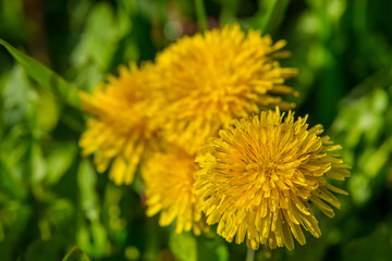 Spring yellow dandelion flower in natural light