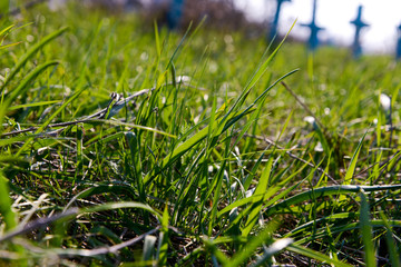 Green grass with back natural light