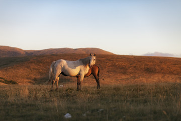 Two horses, mare and foal