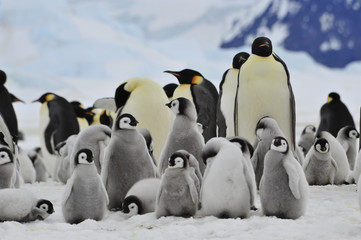 Fototapeta premium Emperor Penguins with chick