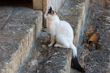 Fototapeta premium One young homeless cat