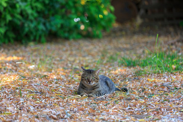 Homeless tabby cat lying