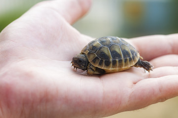 Small turtle