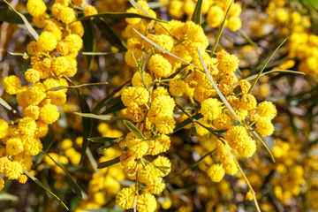 Flowers of mimosa