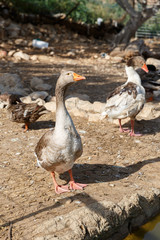 Big gray goose