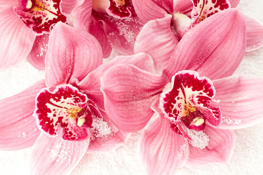 Fototapeta Orchid flowers