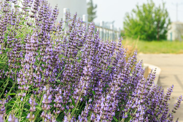 Obraz premium Bush of sage desert