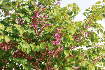 Judas tree with green leaves and last blooming flowers..in Judea at Har Hebron