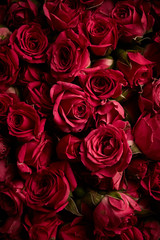 Beautiful roses background