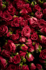 Roses with drops of water