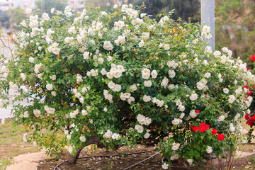 White ripe roses