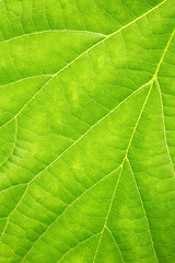 Texture of green leaf