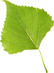 Leaf