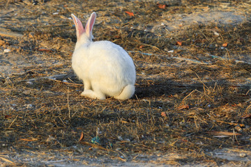 White rabbit with a tail