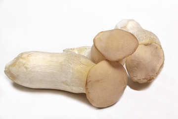 Studio Shot of Three Oyster Mushrooms 1