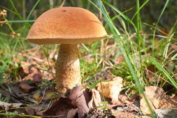 mushroom in the forest