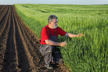 Agriculture, farmer examine wheat field