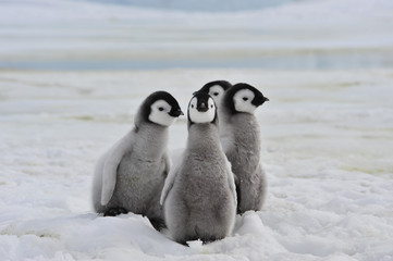 Emperor Penguins  chicks © Silver