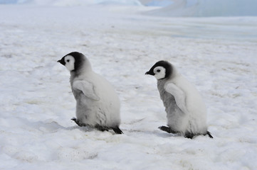 Emperor Penguins  chicks