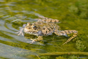 Crapaud dans la mare
