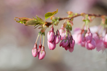 Closeup of a branch of pink cherry bloom