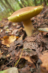 mushrooms in the forest