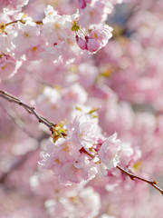 Closeup of a branch of pink cherry bloom