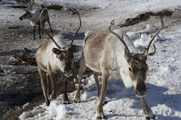 Herds of deer in the snow. Moma Mountains. Yakutia. Russia.