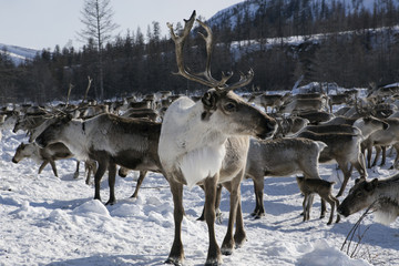 Obraz premium Herds of deer in the snow. Moma Mountains. Yakutia. Russia.