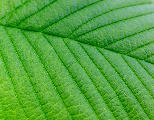 Green leaves background