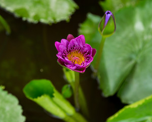 Water Lilies