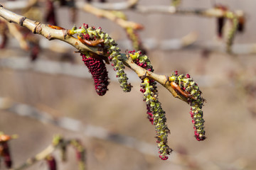 catkins poplar