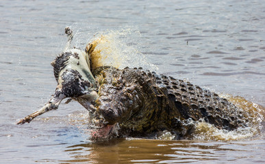 Naklejka premium Crocodile eats a wildebeest in the Mara river. Kenya. Maasai Mara. Africa. An excellent illustration.