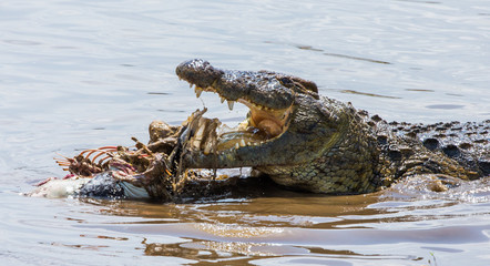 Crocodile eats a wildebeest in the Mara river. Kenya. Maasai Mara. Africa. An excellent illustration.