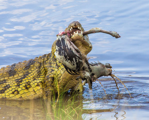 Crocodile eats a wildebeest in the Mara river. Kenya. Maasai Mara. Africa. An excellent illustration.
