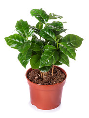 Potted plant, the coffee tree