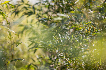 Bamboo in the sunlight