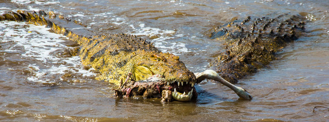 Crocodile eats a wildebeest in the Mara river. Kenya. Maasai Mara. Africa. An excellent illustration.