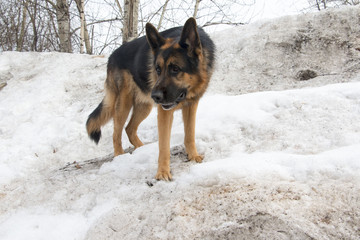 German shepherd dog on snow in spring day
