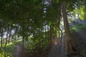 Fototapeta premium Tropischer Wald