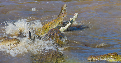 Crocodile eats a wildebeest in the Mara river. Kenya. Maasai Mara. Africa. An excellent illustration.