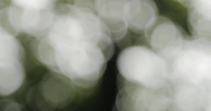 messa a fuoco progressiva di fonde d'albero con bokeh vintage
